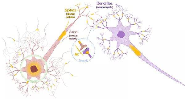 生物神经网络中的神经元与突触(图片来源:aleksandr kurenkov 与