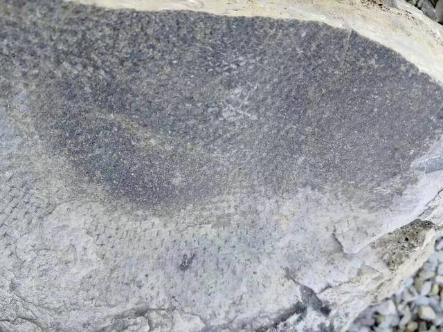 陸良县发现远古海洋生物化石，有关人士判定为海林檎化石。_手机搜狐网