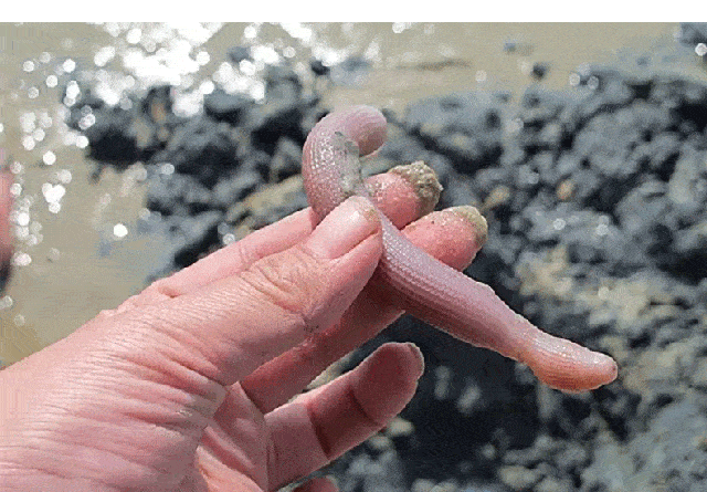 比如山东半岛东部地区叫"海地瓜","海鸡子",实际上它的学名叫单环刺螠