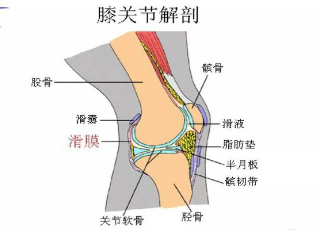 膝關節滑囊的影像解剖