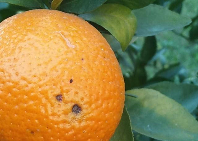 柑橘表面出现黑点怎么了?
