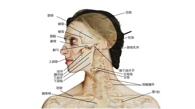 27张高清解剖图带你认识头,面,颈部骨骼及肌肉名称!珍藏!