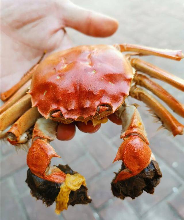 一蟹千里,阳澄湖吃货日记