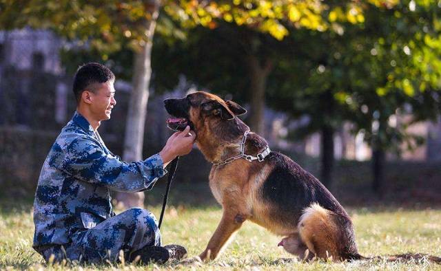 各國退役的軍犬都去了哪兒英國做法殘忍解放軍方式最暖心