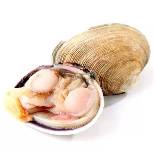 龙口有种海鲜叫做"天鹅蛋"