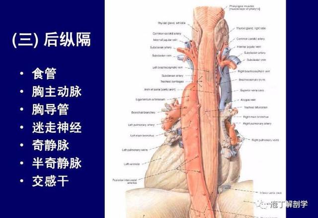 纵隔解剖   纵隔疾病x线诊断要点_手机搜狐网