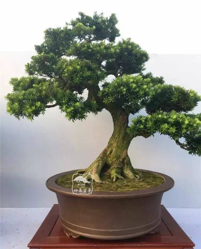 罗汉松的风水作用,信不信由你!