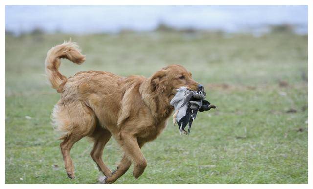 狗狗秘密:金毛并不是犬界的"大暖男",它仅对人类友好_手机搜狐网