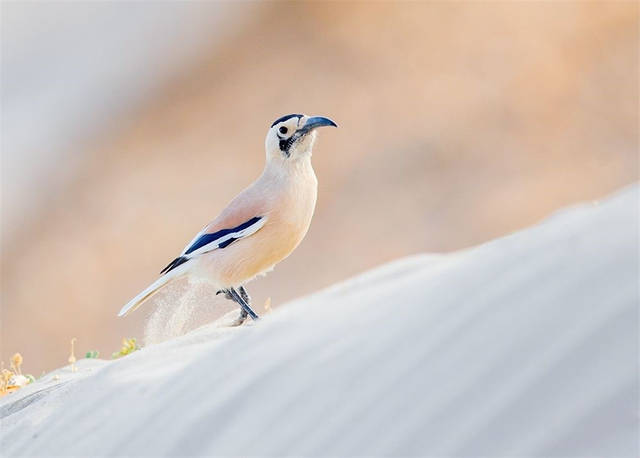 塔克拉玛干出现濒危动物,鼻孔长毛不怕风沙,喜欢将食物藏在沙里