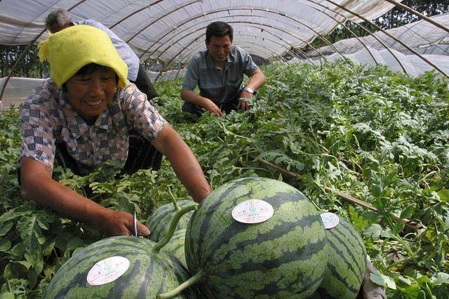 塑料大棚栽种西瓜,效益翻上好几倍