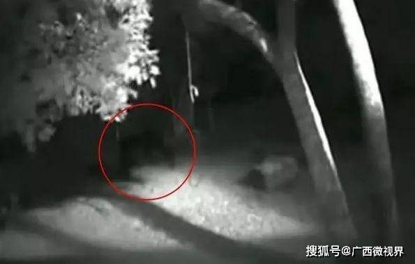 5米高全身黝黑狼人?传说中的恐怖怪兽,真的存在?