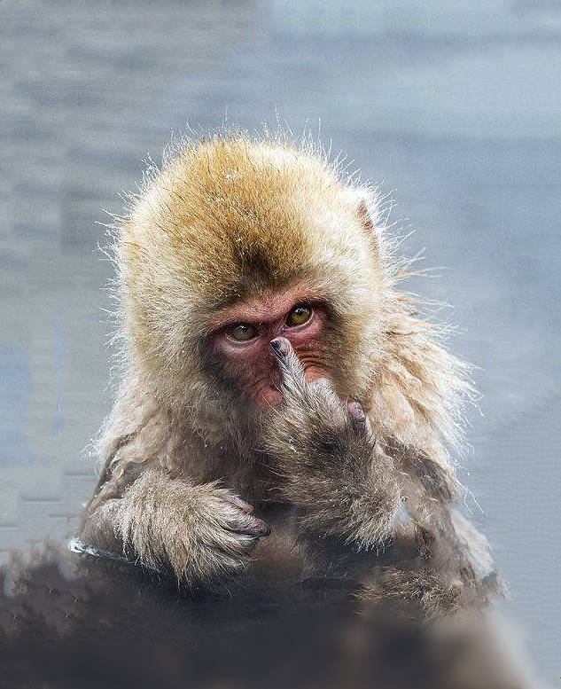 北海道的猴子泡温泉避寒 模样憨态可掬 表情销魂