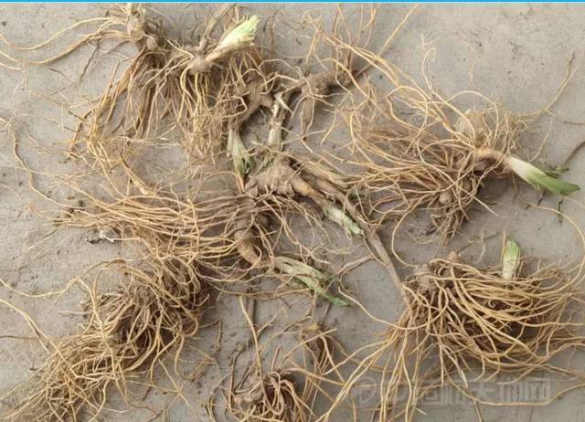 解析道地"祁药"之一——射干