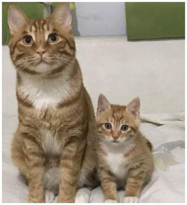 猫咪一家迎来猫宝,猫妈妈看到颜色不开心,猫爸爸却偷偷的乐了