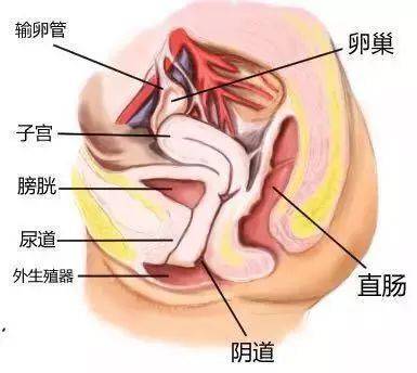 【关注前沿】腹膜代阴道成形手术 圆了患者难言的梦想