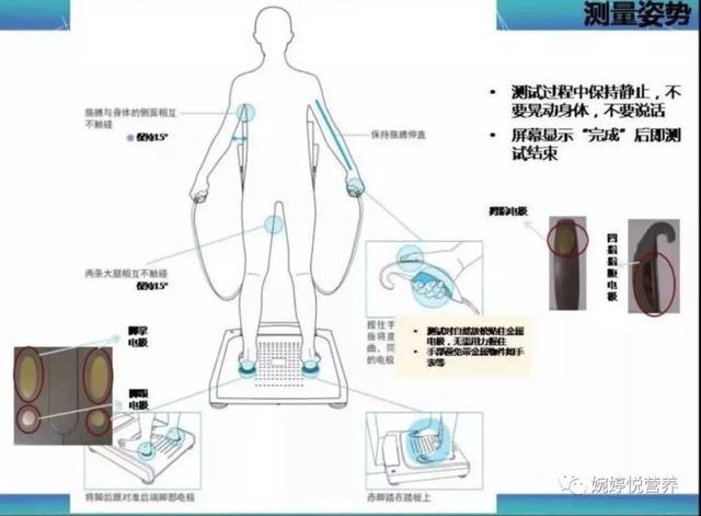 人体体成分报告解读