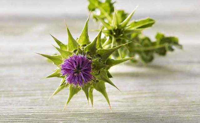 『护肝神器』奶蓟草真能护肝吗,怎么吃效果最好?