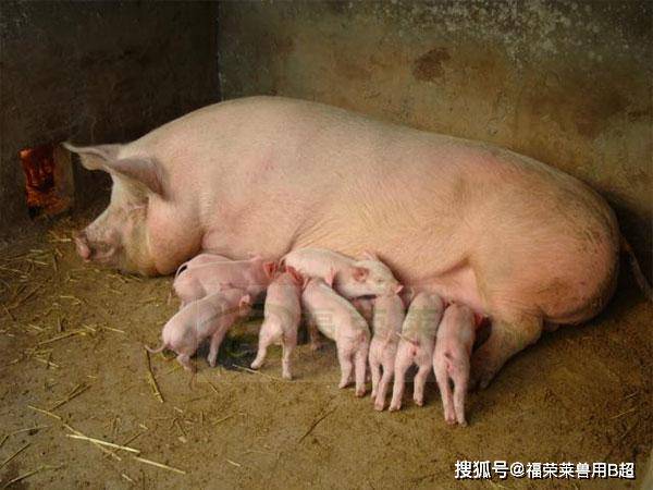 母猪怀孕多久可以使用猪用b超