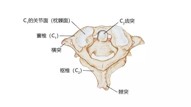 27張高清解剖圖帶你認識頭,面,頸部骨骼及肌肉名稱!珍藏!