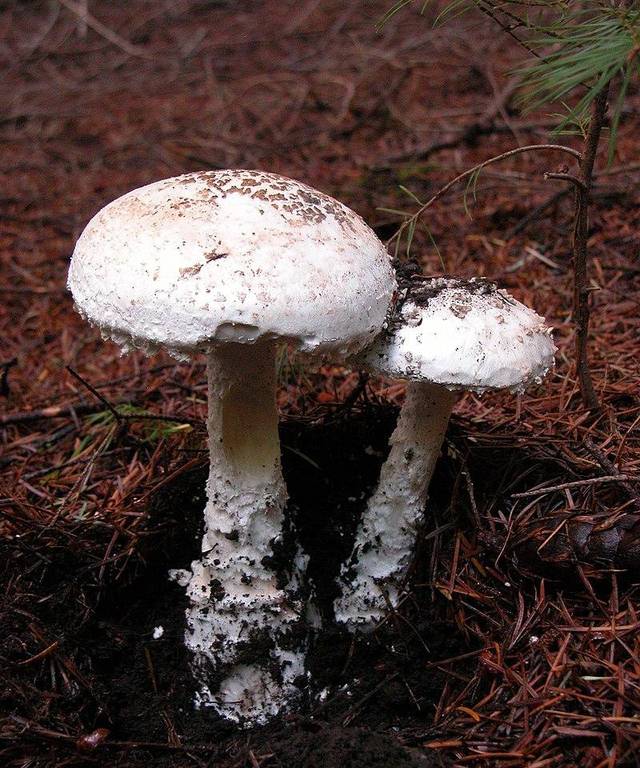 也叫"灯笼蘑菇"