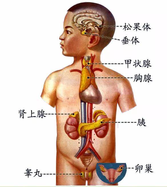 人体解剖学学习的思路及学习方法一_手机搜狐网