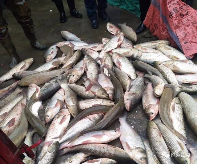 临湘农村干鱼塘,场面壮观!