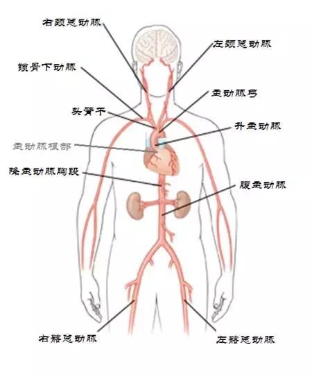 胸主动脉及其分支图图片