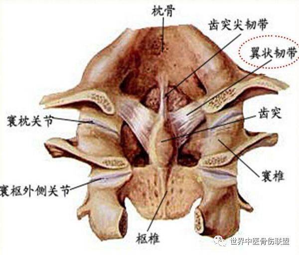 头部韧带图片