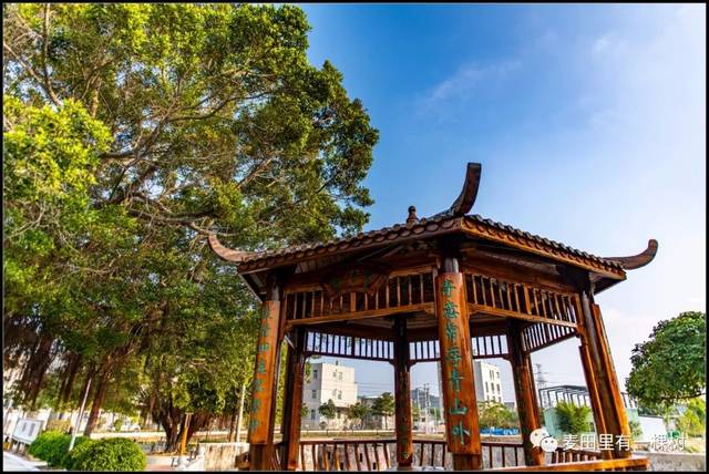 澄海有座千年菊池村,满村皆是菊花海