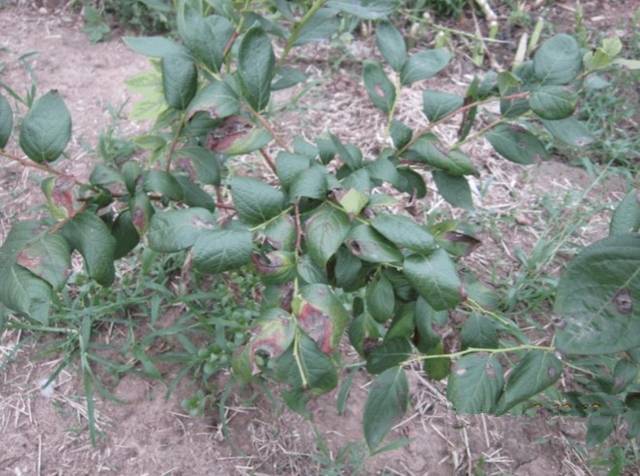 蓝莓枝枯病,溃疡病的病状表现以及如何有效的防治_手机搜狐网