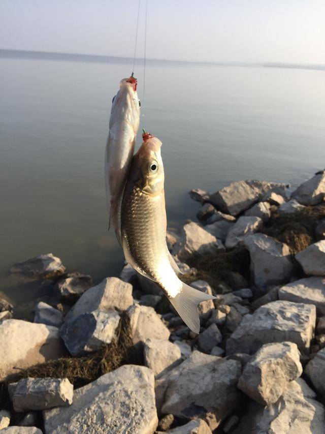 2019垂钓日志之骆马湖取水口,鱼口喜人