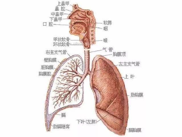 干货!人体解剖学思维导图