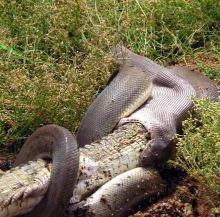 世界上最大的蟒蛇森蚺, 人类遇到能逃脱吗?