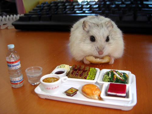 仓鼠食碗种类那么多哪款适合它