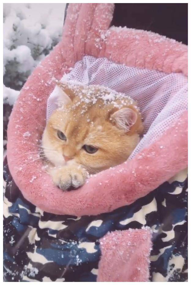 这样猫咪身子在温暖的包里,脑袋却可以接触到雪,外面的雪下得很大,没