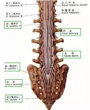 在上腰椎橫突間隙外側部發育不良,為薄的筋膜層;在下兩個腰椎橫突