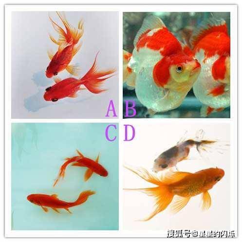 4对金鱼,你想养哪一对?测出你是天生的存钱高手吗_手机搜狐网
