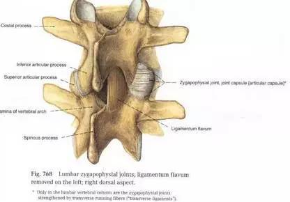 腰椎解剖圖基礎