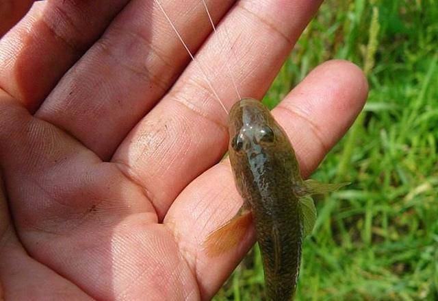 钓到餐桌上的快乐——老头鱼的野味你尝过没?