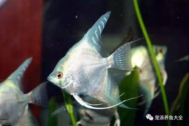每日一鱼蓝神仙燕鱼体色以浅蓝色为主