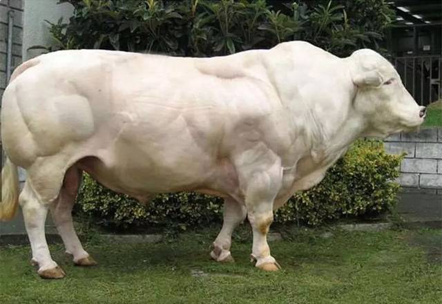 比利时蓝牛 母牛图片