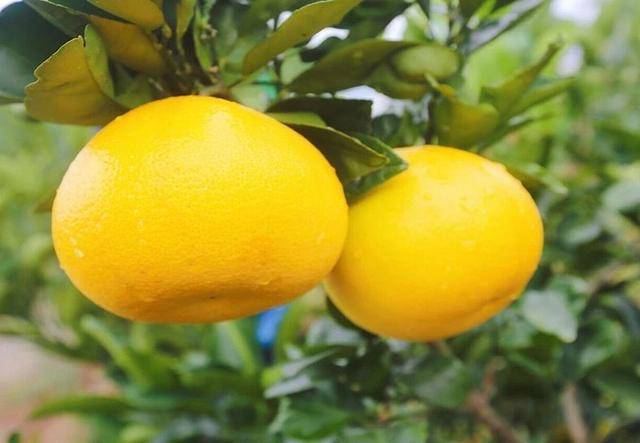 2020年葡萄鸡尾柚上线天猫年货节或将成为网红水果