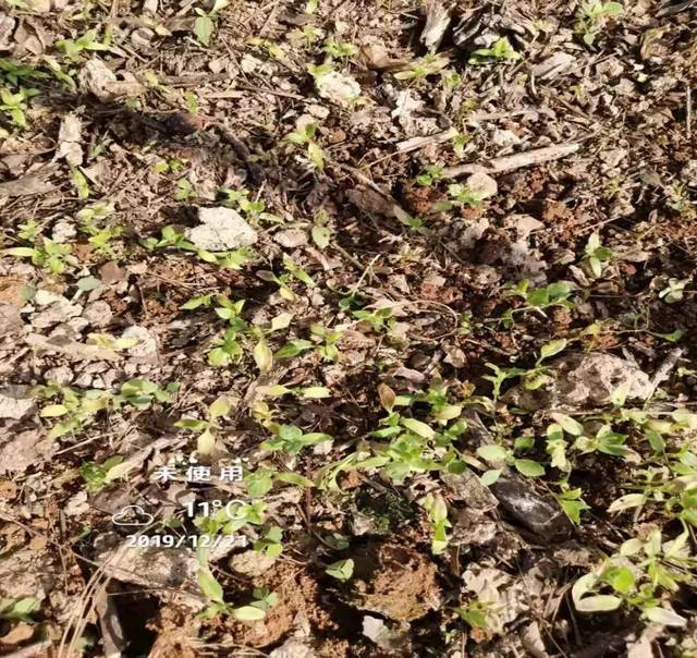 辣椒苗受霜冻危害?该怎么补救?