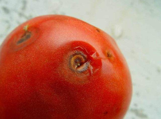 西红柿黑心病图片图片