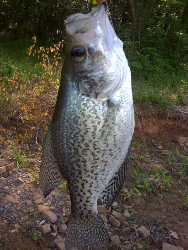 这种鱼是美国淡水鱼中最好吃的,连不会吃鱼的美国人都赞不绝口