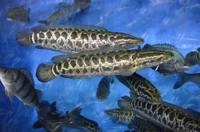 至于说黑鱼的鱼头不能食用也并不是真实的,因为黑鱼的鱼头是可以正常