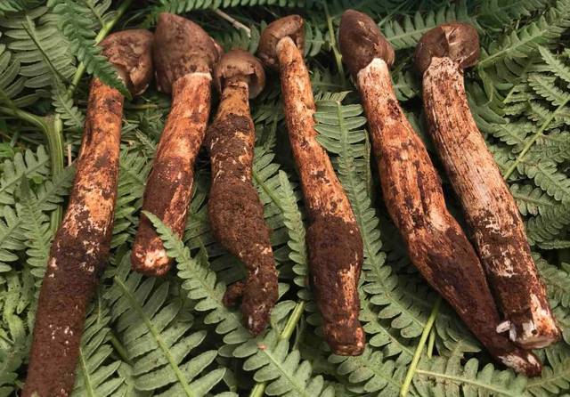 鸡枞菌百科 鸡枞菌,在自然界是和白蚁共生的菌类,白蚁构筑蚁果的同时