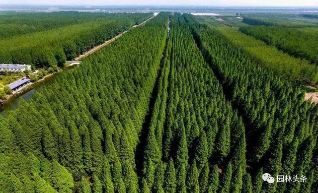 六省市最新造林规划出台,重点已划好!