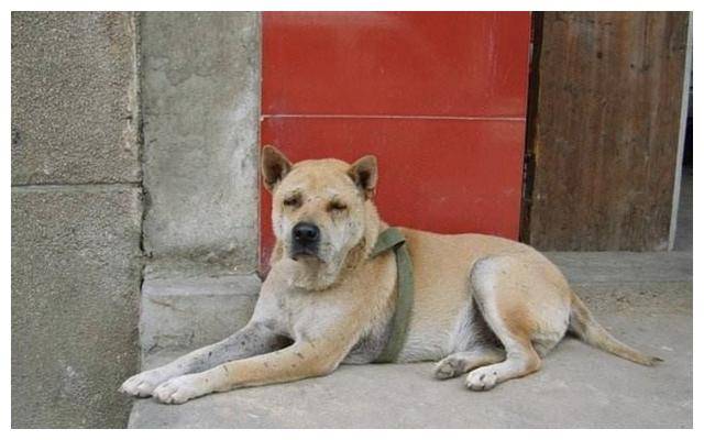 狗子贪吃咬住主人的筷子,背后的原因让人倒吸一口凉气_手机搜狐网