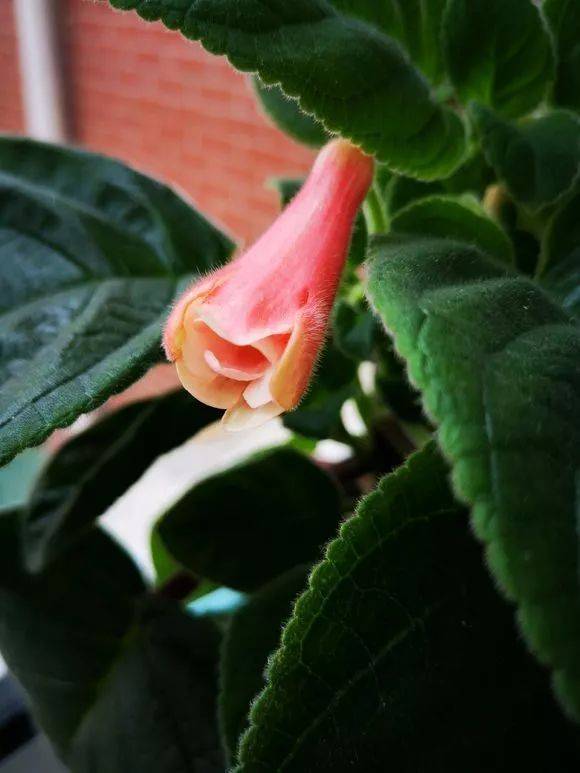 惊艳苦苣苔套筒开花了几乎每一种都很好看